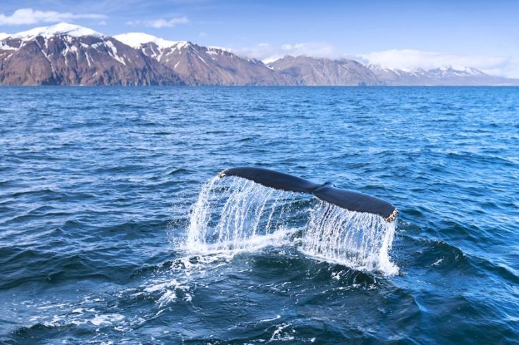 Whale_Iceland_autoresized